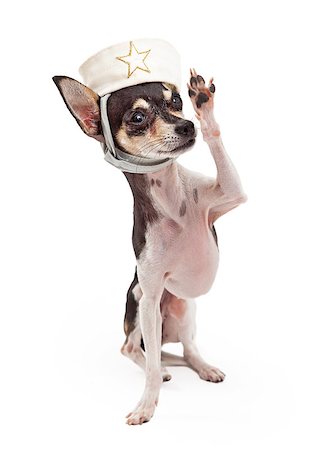simsearch:400-07972490,k - A Chihuahua Dog wearing a sailor's cap while saluting to the camera. Fotografie stock - Microstock e Abbonamento, Codice: 400-07972681
