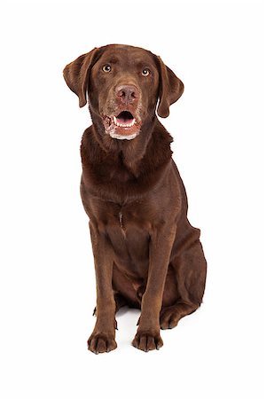 Chocolate labrador retreiver dog sitting looking forward with mouth open Stock Photo - Budget Royalty-Free & Subscription, Code: 400-07972694