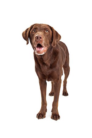 simsearch:400-08314976,k - A chocolate labrador retriever dog standing and looking forward and up to the sky Stockbilder - Microstock & Abonnement, Bildnummer: 400-07972695