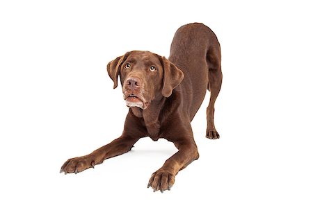 simsearch:400-08314976,k - Chocolate labrador retreiver dog in downward facing dog position looking up at handler Stockbilder - Microstock & Abonnement, Bildnummer: 400-07972696