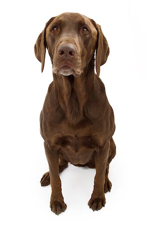 simsearch:400-08314976,k - A chocolate Labrador retriever dog sitting down and isolated on white Stockbilder - Microstock & Abonnement, Bildnummer: 400-07972697