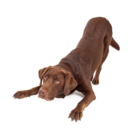 simsearch:400-08314976,k - Chocolate Labrador Retreiver dog in downdog looking cute and sad Stockbilder - Microstock & Abonnement, Bildnummer: 400-07972691