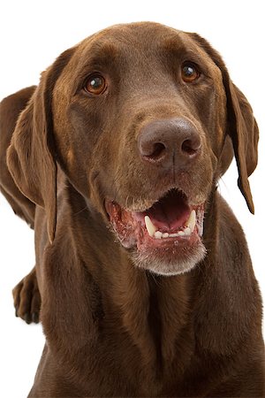 simsearch:400-08314976,k - A close-up portrait of a chocolate Labrador retriever dog isolated on white Stockbilder - Microstock & Abonnement, Bildnummer: 400-07972692