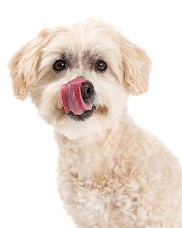 simsearch:400-07972779,k - A closeup of a Maltese and Poodle Mix Dog licking lips while looking directly into the camera. Fotografie stock - Microstock e Abbonamento, Codice: 400-07972707