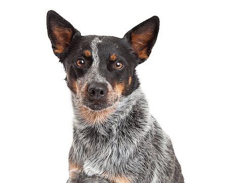 simsearch:400-05713947,k - A closeup of a beautiful Australian Cattle Dog Stock Photo - Budget Royalty-Free & Subscription, Code: 400-07972708