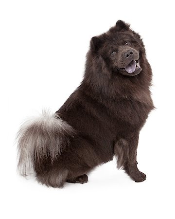 simsearch:400-07972595,k - Chow-Chow dog sitting against a white background and looking at the camera Stock Photo - Budget Royalty-Free & Subscription, Code: 400-07972702