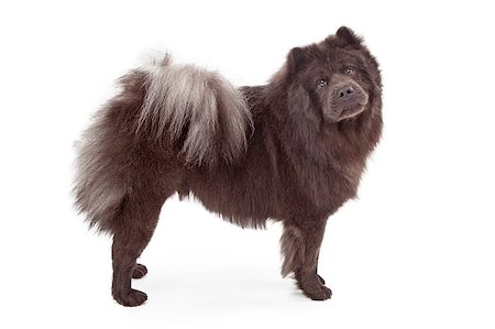 simsearch:400-07972595,k - A black Chow-Chow dog standing against a white background and looking at the camera Stock Photo - Budget Royalty-Free & Subscription, Code: 400-07972703