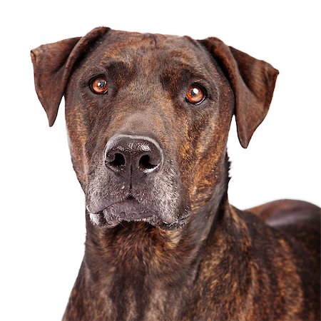 simsearch:400-07972595,k - Closeup photo of the face of a beautiful large Labrador and Plott Hound crossbreed Stock Photo - Budget Royalty-Free & Subscription, Code: 400-07972714