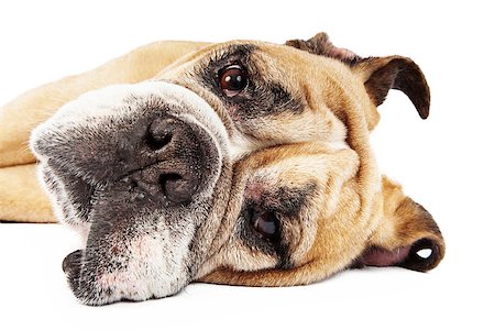 simsearch:400-07972595,k - A closeup of the face of a Bulldog laying down against a white backdrop Stock Photo - Budget Royalty-Free & Subscription, Code: 400-07972719