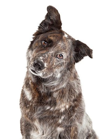 simsearch:400-07972778,k - A very curious Australian Shepherd Mix Breed Dog tilts head while looking into the camera. Photographie de stock - Aubaine LD & Abonnement, Code: 400-07972711