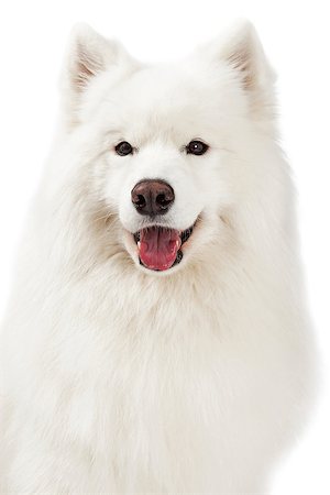 simsearch:400-07972778,k - Closeup of a beautiful Samoyed Dog with mouth open. Photographie de stock - Aubaine LD & Abonnement, Code: 400-07972712