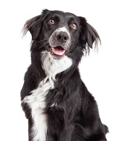 Closeup of Border Collie Mix Breed Dog with open mouth and looking upwards. Stock Photo - Budget Royalty-Free & Subscription, Code: 400-07972713