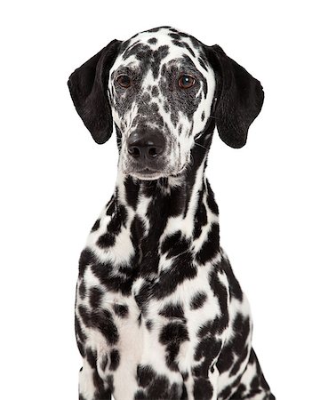 simsearch:400-07972728,k - A closeup of a gorgeous Dalmatian Dog. Fotografie stock - Microstock e Abbonamento, Codice: 400-07972725