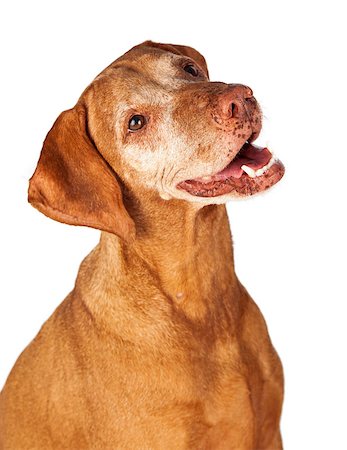 simsearch:400-04232814,k - Head shot of a happy adult Vizsla dog Foto de stock - Royalty-Free Super Valor e Assinatura, Número: 400-07972727