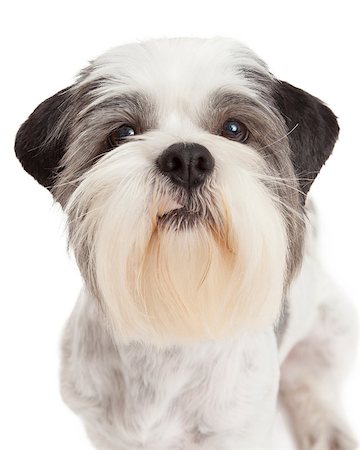 simsearch:400-07972778,k - A closeup of Lhasa Apso Dog standing while looking into the camera. Photographie de stock - Aubaine LD & Abonnement, Code: 400-07972728
