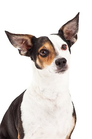 simsearch:400-08318823,k - A closeup of a Chihuahua and Terrier Mixed Breed Dog. Foto de stock - Royalty-Free Super Valor e Assinatura, Número: 400-07972721