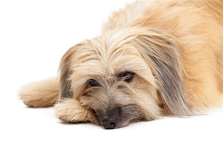 simsearch:400-07972728,k - Closeup of sad looking Pyrenean Shepherd Dog Fotografie stock - Microstock e Abbonamento, Codice: 400-07972734