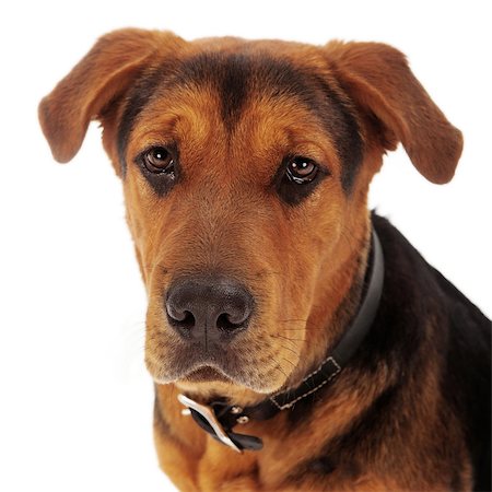 Closeup photo of an adult mixed breed dog against a white backdrop with a sad face Stock Photo - Budget Royalty-Free & Subscription, Code: 400-07972737