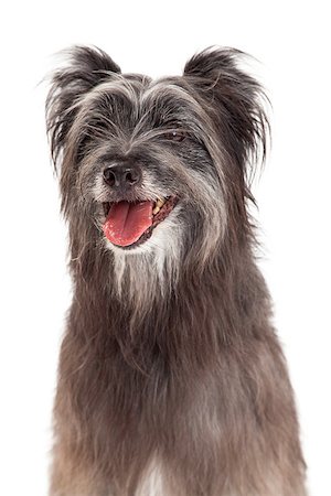 simsearch:400-07972778,k - A closeup of a beautiful Pyrenean Shepherd Dog with its mouth open. Photographie de stock - Aubaine LD & Abonnement, Code: 400-07972731