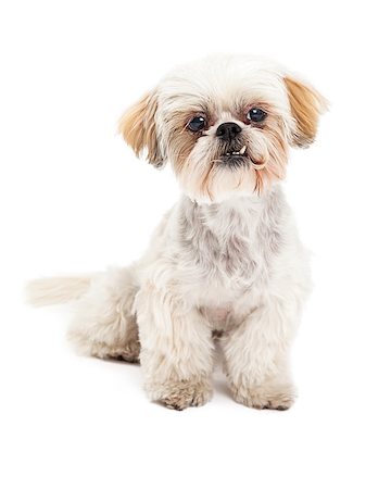 simsearch:400-07972779,k - A very curious and cute Maltese and Poodle Mix Dog sitting while looking off to the side. Fotografie stock - Microstock e Abbonamento, Codice: 400-07972754