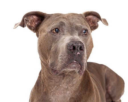 simsearch:400-07972778,k - A curious American Staffordshire Terrier Dog looking off to the side. Image is a closeup. Photographie de stock - Aubaine LD & Abonnement, Code: 400-07972755