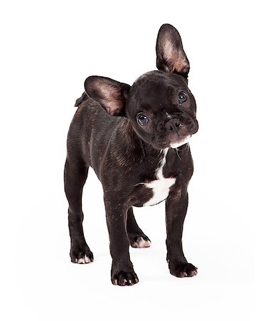 simsearch:400-07972779,k - Curious and attentive French Bulldog with tilted head looks at the camera. Fotografie stock - Microstock e Abbonamento, Codice: 400-07972756