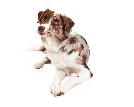simsearch:400-07972728,k - A curious Border Collie Dog laying with its head tilted and looking to the side. Fotografie stock - Microstock e Abbonamento, Codice: 400-07972758