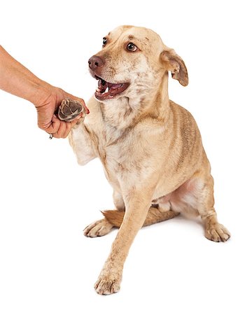 simsearch:400-07972490,k - A cute Welsh Corgi and Chihuahua mixed small breed dog sitting and shaking the hand of a person Fotografie stock - Microstock e Abbonamento, Codice: 400-07972751