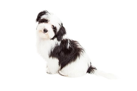 A curious Havanese Dog sitting while looking directly into the camera. Stock Photo - Budget Royalty-Free & Subscription, Code: 400-07972765