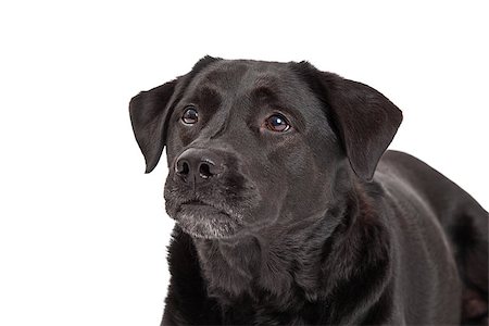 simsearch:400-05887877,k - A head shot of a very curious Labrador Retriever Dog. Photographie de stock - Aubaine LD & Abonnement, Code: 400-07972766