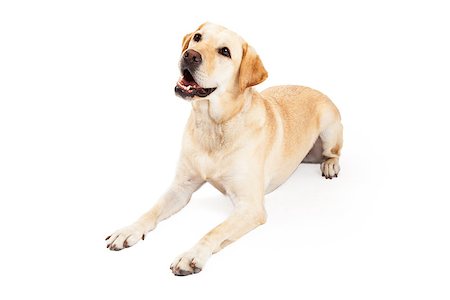 simsearch:400-05887877,k - An inquisitive yellow Labrador Retriever Dog laying at an angle while looking upwards. Photographie de stock - Aubaine LD & Abonnement, Code: 400-07972767