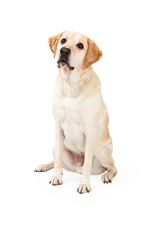 simsearch:400-08314966,k - A cute and curious yellow Labrador Retriever Dog sitting while looking upwards. Fotografie stock - Microstock e Abbonamento, Codice: 400-07972769