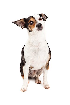 simsearch:400-07972728,k - A cute and curious Chihuahua and Terrier Mixed Breed Dog sitting. Fotografie stock - Microstock e Abbonamento, Codice: 400-07972761