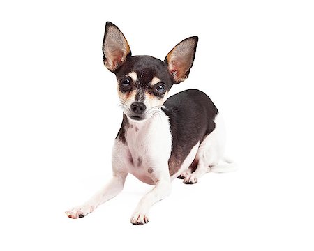 simsearch:400-05732957,k - A curious Chihuahua Dog laying at an angle while looking directly into the camera. Foto de stock - Royalty-Free Super Valor e Assinatura, Número: 400-07972762