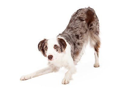 simsearch:400-07972778,k - A very cute Border Collie Dog bowing while looking forward. Photographie de stock - Aubaine LD & Abonnement, Code: 400-07972778