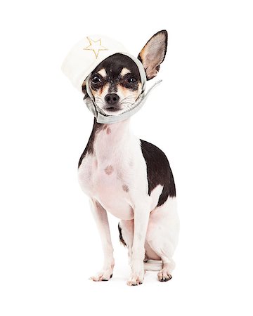 simsearch:400-05732957,k - A very cute Chihuahua Dog sitting at attention with a sailor's hat on its head. Foto de stock - Royalty-Free Super Valor e Assinatura, Número: 400-07972779