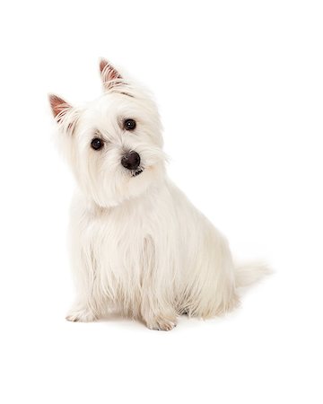 simsearch:400-07972728,k - A curious West Highland Terrier Dog sitting while tilting it head. Fotografie stock - Microstock e Abbonamento, Codice: 400-07972773