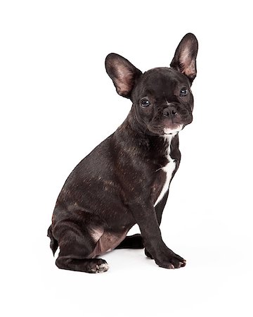 simsearch:400-05732957,k - Cute French Bulldog sitting at an angle while looking forward. Foto de stock - Royalty-Free Super Valor e Assinatura, Número: 400-07972787