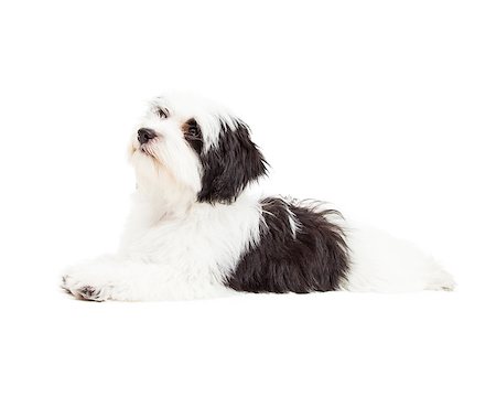 simsearch:400-07972728,k - A very cute Havanese Dog laying while looking up and to the side. Fotografie stock - Microstock e Abbonamento, Codice: 400-07972788