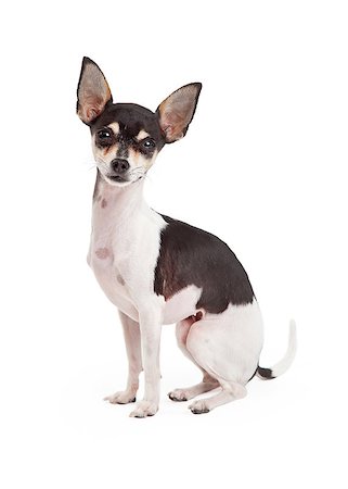 simsearch:400-05732957,k - A very cute Chihuahua Dog sitting while looking into the camera. Foto de stock - Royalty-Free Super Valor e Assinatura, Número: 400-07972781