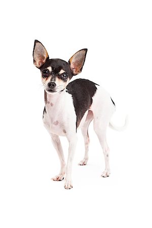 simsearch:400-07972728,k - A cute Chihuahua Dog standing at an angle while looking forward. Fotografie stock - Microstock e Abbonamento, Codice: 400-07972782