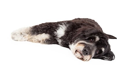 simsearch:400-07972728,k - A cute Poodle Mix Breed Dog laying on his side with his head down on the ground. Fotografie stock - Microstock e Abbonamento, Codice: 400-07972798
