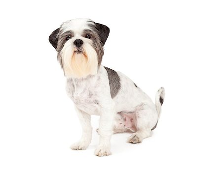 simsearch:400-07972778,k - Cute Lhasa Apso Dog sitting while looking directly into the camera. Photographie de stock - Aubaine LD & Abonnement, Code: 400-07972790