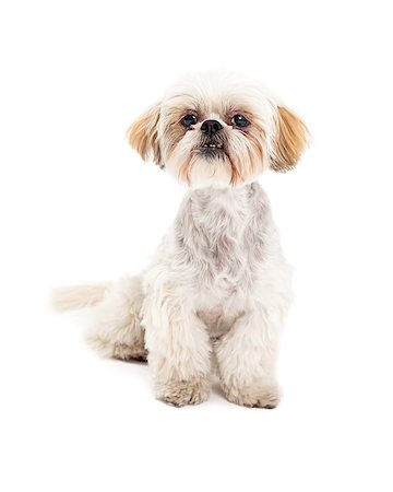 simsearch:400-08318823,k - A cute Maltese and Poodle Mix Dog sitting while looking into the camera. Foto de stock - Royalty-Free Super Valor e Assinatura, Número: 400-07972791
