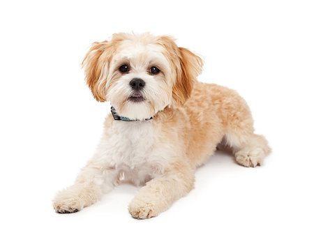 simsearch:400-08318823,k - Cute Maltese Mix Breed Dog laying while looking forward. Foto de stock - Royalty-Free Super Valor e Assinatura, Número: 400-07972792