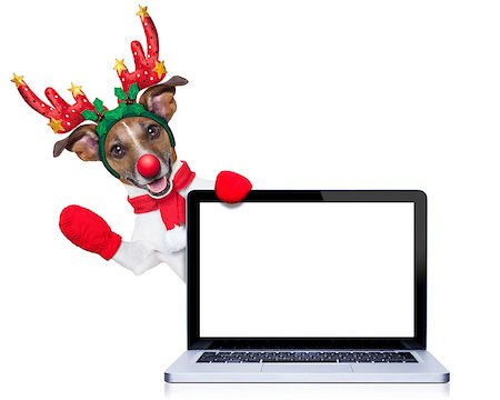 funny jack russell christmas pictures - christmas dog with reindeer costume behind a laptop computer pc, isolated on white background Stock Photo - Budget Royalty-Free & Subscription, Code: 400-07973505