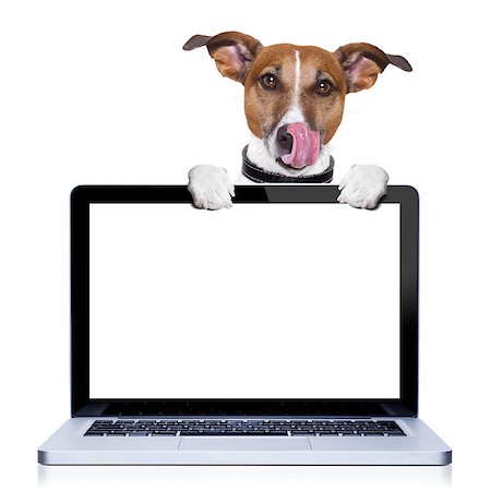 simsearch:400-07055954,k - jack russell terrier dog licking with tongue behind a pc laptop computer screen, isolated on white background Stockbilder - Microstock & Abonnement, Bildnummer: 400-07973502