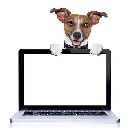 simsearch:400-07055954,k - jack russell terrier dog  behind a pc computer screen, isolated on white background Stockbilder - Microstock & Abonnement, Bildnummer: 400-07973503