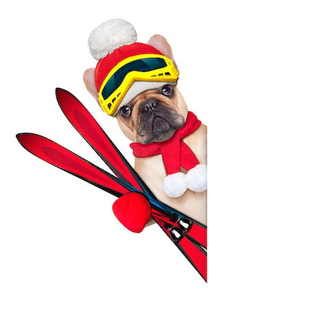 fawn french bulldog dog with ski equipment, wearing goggles , gloves , a hat and a red scarf,beside a white an blank banner or placard, isolated on white background Stock Photo - Budget Royalty-Free & Subscription, Code: 400-07973738