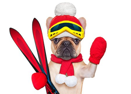 fawn french bulldog dog with ski equipment, wearing goggles , gloves , a hat and a red scarf, isolated on white background Stock Photo - Budget Royalty-Free & Subscription, Code: 400-07973739